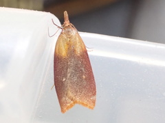 Sparganothis violaceana