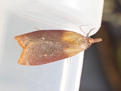 Sparganothis violaceana