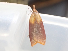 Sparganothis violaceana