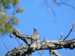Patagioenas fasciata vioscae