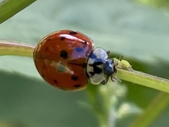 Harmonia axyridis