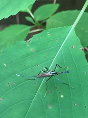 Toxorhynchites rutilus septentrionalis