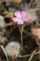 Dianthus tripunctatus