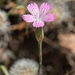 Dianthus tripunctatus - Photo (c) Stefan Neuwirth, algunos derechos reservados (CC BY-NC), subido por Stefan Neuwirth