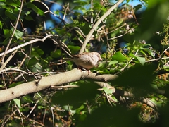 Passer domesticus