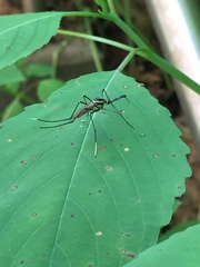 Toxorhynchites rutilus septentrionalis