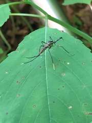 Toxorhynchites rutilus septentrionalis