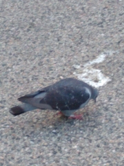 Columba livia domestica