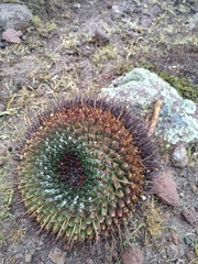 Mammillaria gigantea