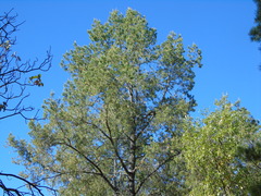 Pinus cembroides lagunae