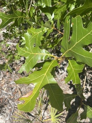 Quercus laevis image