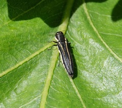 Agrilus bilineatus