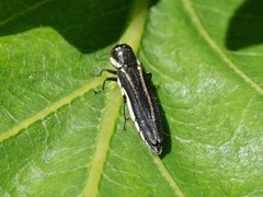 Agrilus bilineatus
