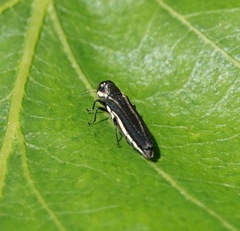 Agrilus bilineatus