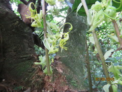 Cycnoches egertonianum