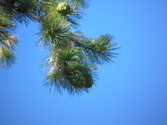 Pinus cembroides lagunae