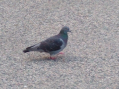Columba livia domestica