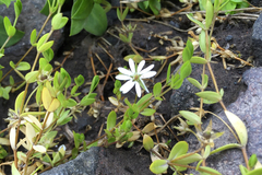 Stellaria humifusa