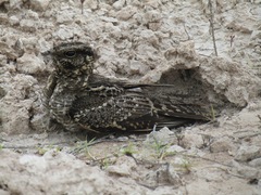 Hydropsalis torquata