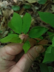 Phylloxera caryaemagna