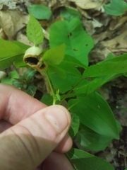 Phylloxera caryaemagna