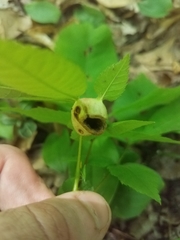 Phylloxera caryaemagna