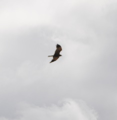 Circus aeruginosus