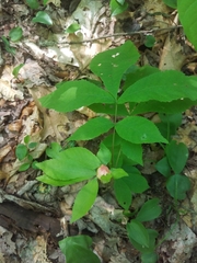 Phylloxera caryaemagna