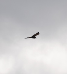 Circus aeruginosus