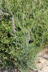 Scabiosa praemontana