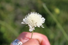 Scabiosa praemontana