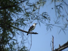 Fluvicola albiventer