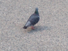 Columba livia domestica