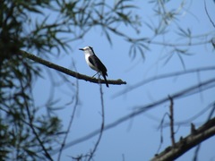 Fluvicola albiventer