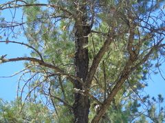 Turdus migratorius confinis