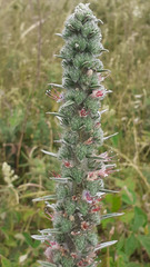 Echium glomeratum