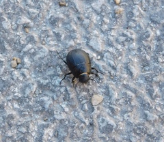 Erodius siculus