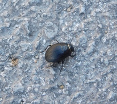 Erodius siculus