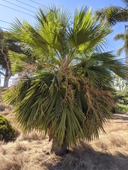 Brahea edulis