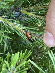 Acantholyda hieroglyphica