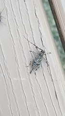 Graphisurus fasciatus