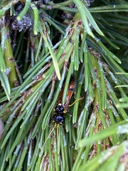 Acantholyda hieroglyphica