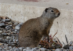 Urocitellus