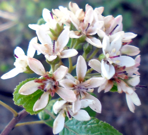 Pterostemon rotundifolius (Pterostemon rotundifolius)
