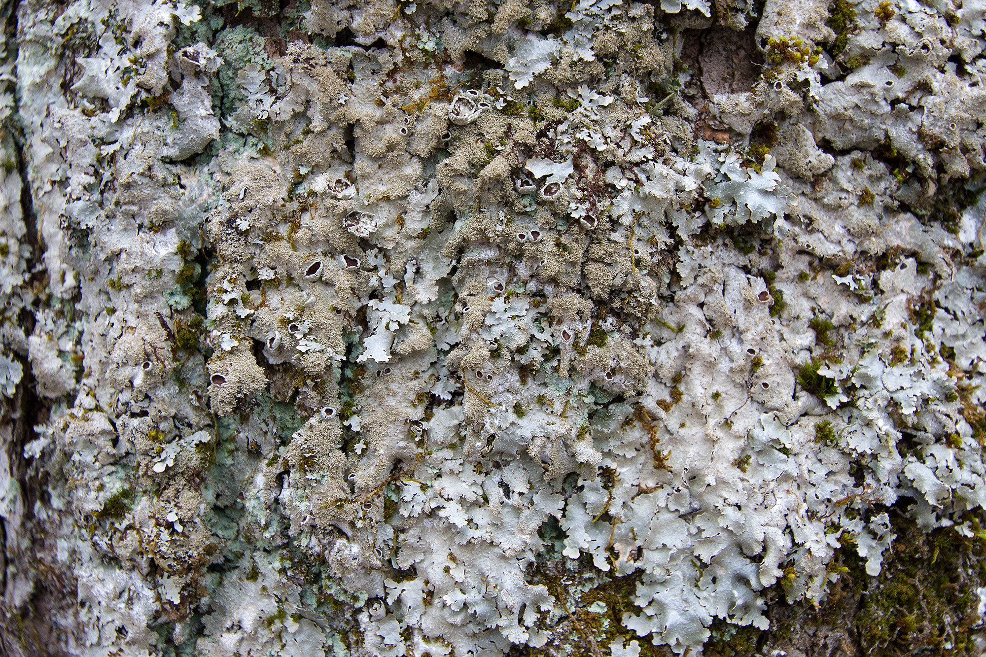 Punctelia subflava image