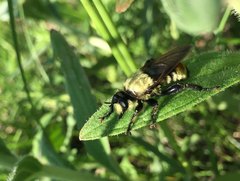 Laphria vorax