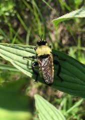 Laphria vorax