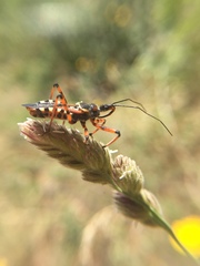 Rhynocoris punctiventris