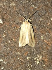 Diatraea crambidoides