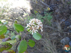 Pterostemon rotundifolius